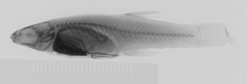 Media type: image; Ichthyology 32958